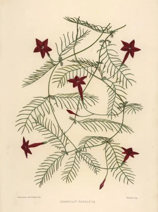 Framed Print : Cypress vine, Ipomoea quamoclit Framed Print : Cypress vine, Ipomoea quamoclit