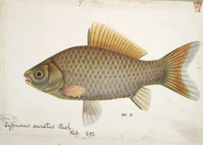 Framed Print : Cyprinus auratus, goldfish Framed Print : Cyprinus auratus, goldfish