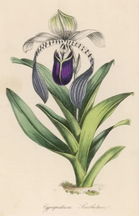Framed Print : Cypripedium Barbatum Framed Print : Cypripedium Barbatum