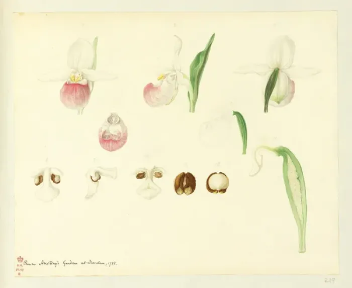 Framed Print : Cypripedium reginae Framed Print : Cypripedium reginae