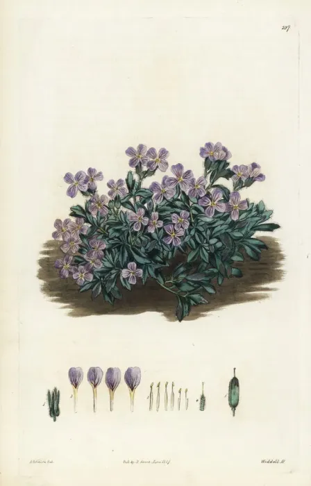 Framed Print : Cyprus rose-flowered rockcress, Arabis purpurea Framed Print : Cyprus rose-flowered rockcress, Arabis purpurea
