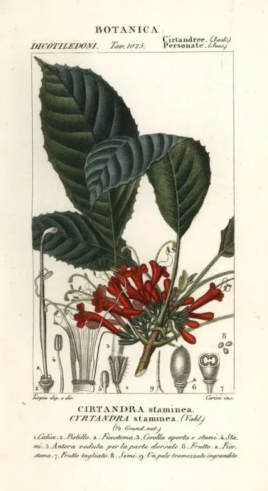 Framed Print : Cyrtandre plant, Cyrtandra staminea Framed Print : Cyrtandre plant, Cyrtandra staminea