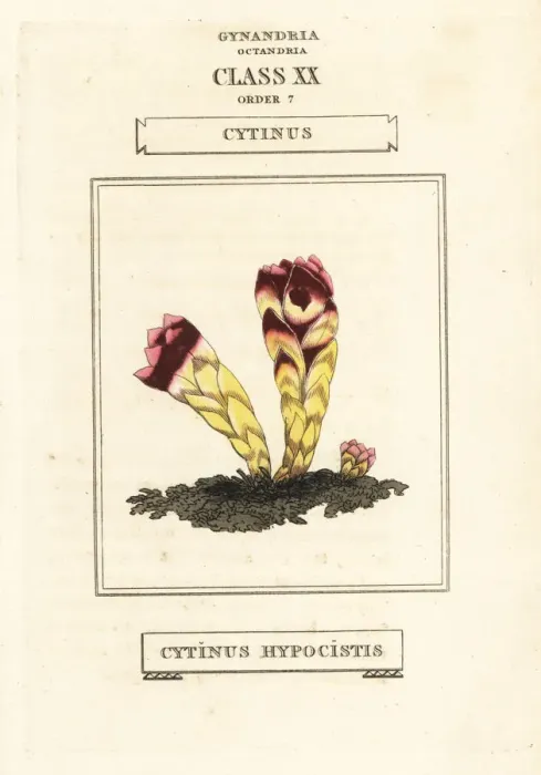 Framed Print : Cytinus hypocistis Framed Print : Cytinus hypocistis