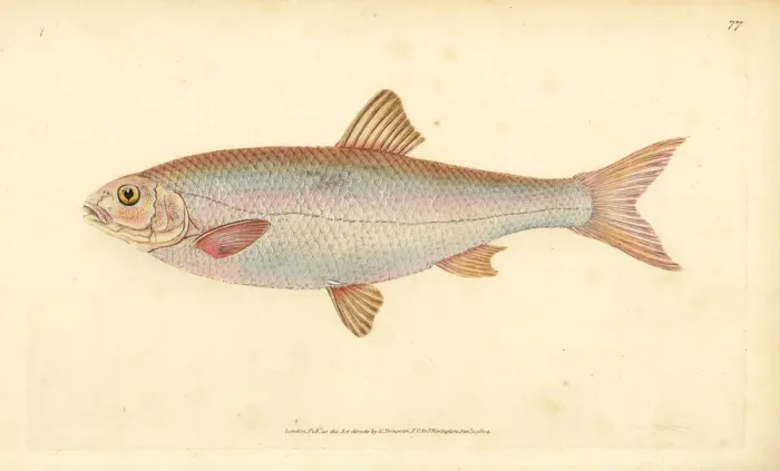 Framed Print : Dace, Leuciscus leuciscus Framed Print : Dace, Leuciscus leuciscus