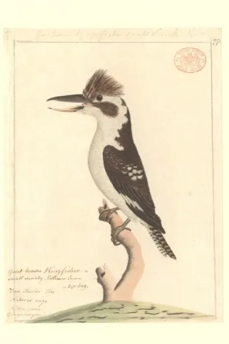 Framed Print : Dacela novaeguineae, laughing kookaburra Framed Print : Dacela novaeguineae, laughing kookaburra