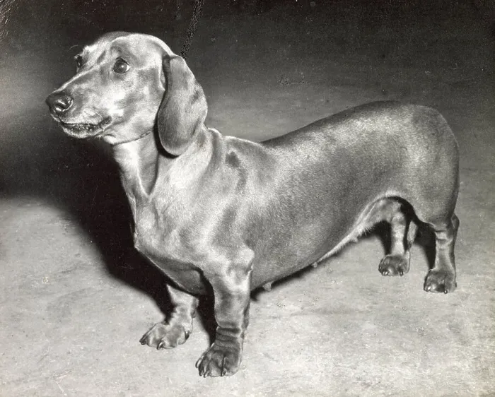 Framed Print : Dachshund dog Date: 1950s Framed Print : Dachshund dog Date: 1950s