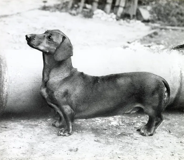 Framed Print : Dachshund dog Date: 1950s Framed Print : Dachshund dog Date: 1950s