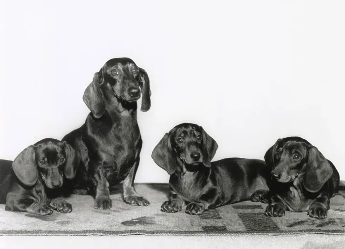 Framed Print : Four Dachshund dogs Date: 1950s Framed Print : Four Dachshund dogs Date: 1950s