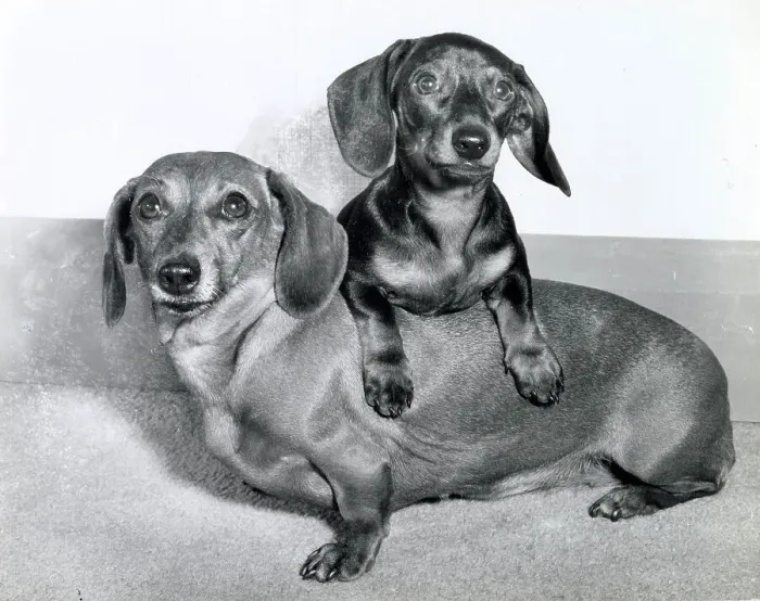 Framed Print : Two Dachshund dogs Date: 1950s Framed Print : Two Dachshund dogs Date: 1950s