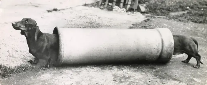Framed Print : Two Dachshund dogs at either end of a long pipe Date: 1950s Framed Print : Two Dachshund dogs at either end of a long pipe Date: 1950s