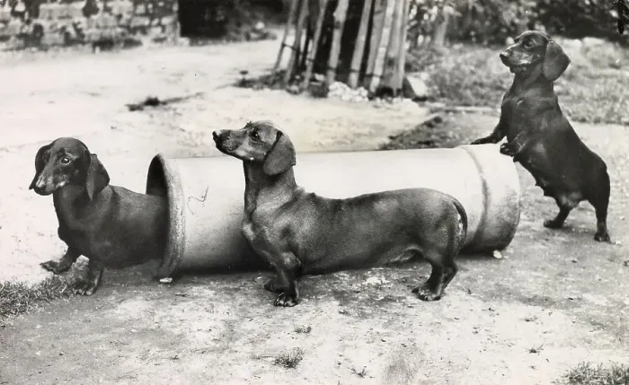Framed Print : Three Dachshund dogs playing with a pipe Date: 1950s Framed Print : Three Dachshund dogs playing with a pipe Date: 1950s