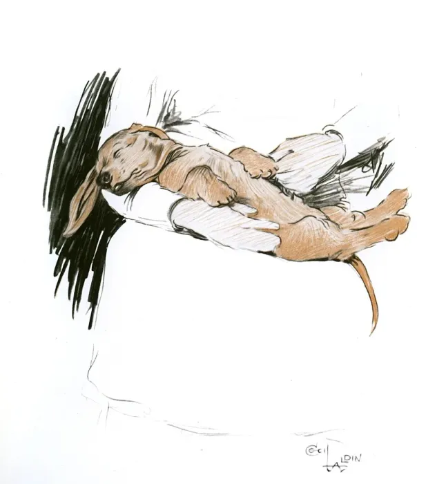 Framed Print : Dachshund puppy being nursed for indigestion Framed Print : Dachshund puppy being nursed for indigestion