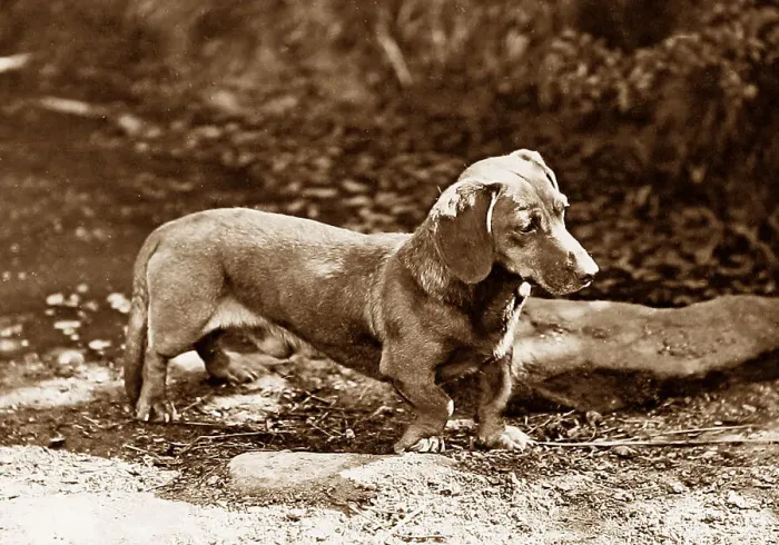 Framed Print : Dachshund Victorian period Framed Print : Dachshund Victorian period