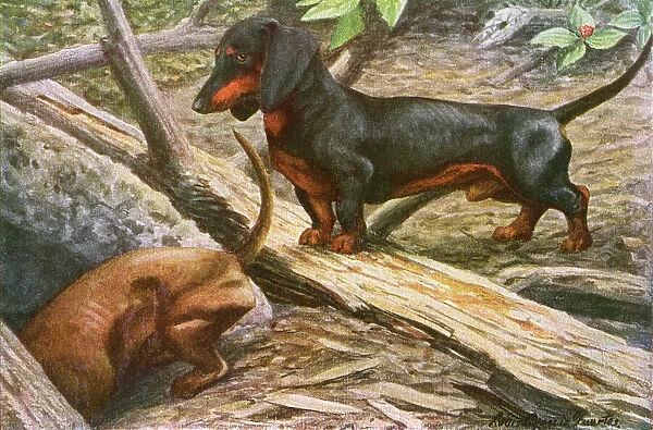 Two Dachshunds in the woods one burrows as the other looks on Date: 20th century