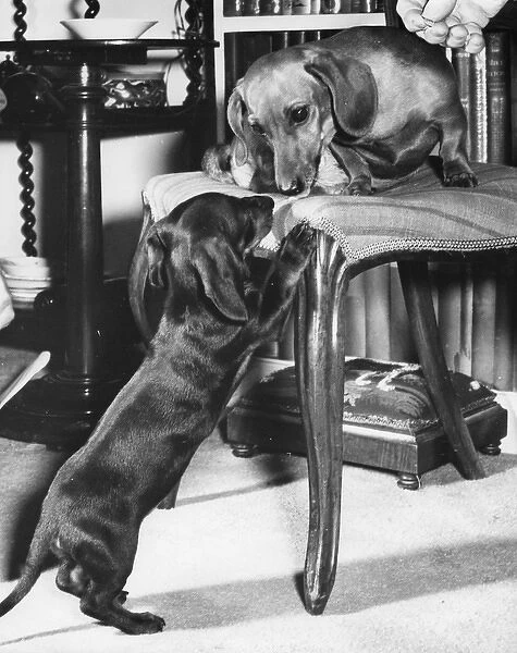 Two Dachshunds eyeing each other