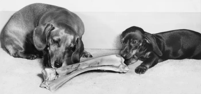 Framed Print : Two Dachshunds with a large bone Framed Print : Two Dachshunds with a large bone
