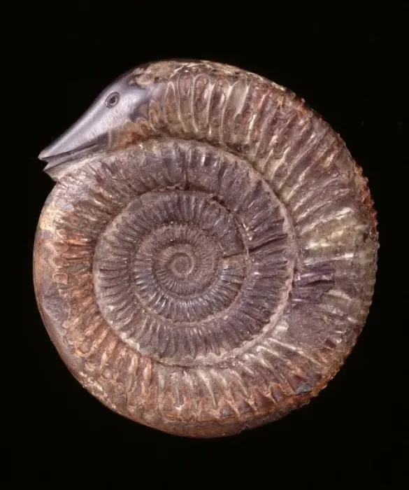 Framed Print : Dactylioceras commune, ammonite Framed Print : Dactylioceras commune, ammonite