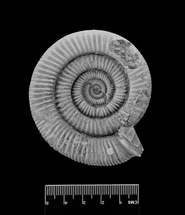 Framed Print : Dactylioceras commune, ammonite