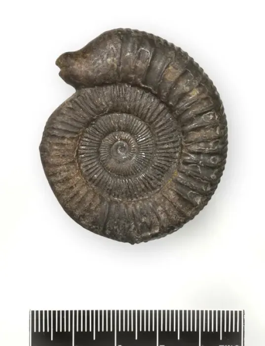 Framed Print : Dactylioceras commune, snakestone ammonite Framed Print : Dactylioceras commune, snakestone ammonite