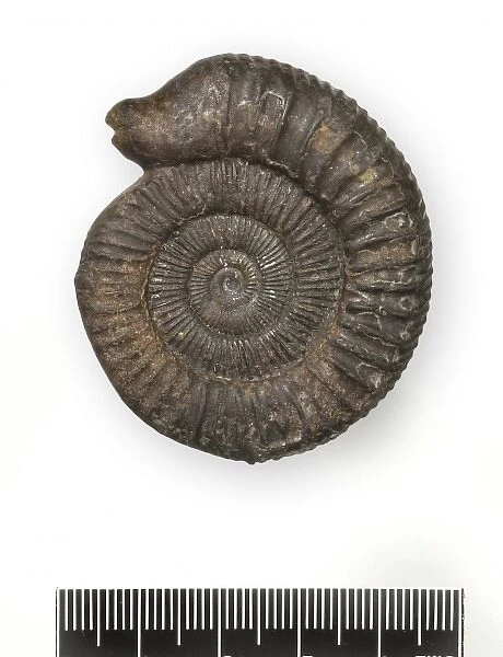 Dactylioceras commune, snakestone ammonite
