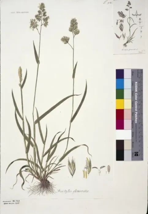 Framed Print : Dactylis glomerata, cocksfoot Framed Print : Dactylis glomerata, cocksfoot