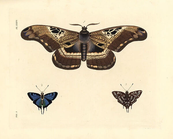 Dactyloceras lucina moth and common silverspot butterfly