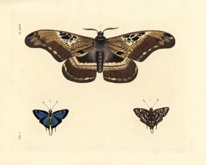 Framed Print : Dactyloceras lucina moth and common silverspot butterfly Framed Print : Dactyloceras lucina moth and common silverspot butterfly
