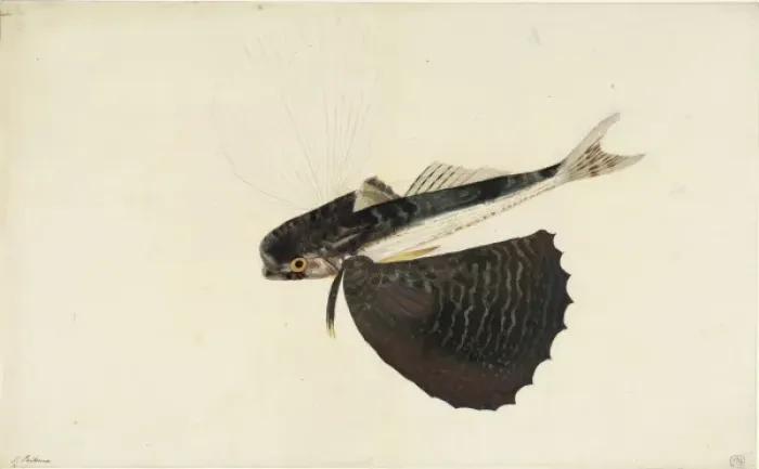 Framed Print : Dactylopterus volitans, flying gurnard Framed Print : Dactylopterus volitans, flying gurnard