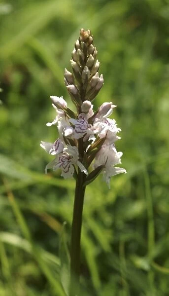 Dactylorhiza fuchsii, common spotted orchid