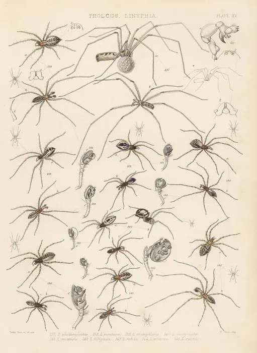 Framed Print : Daddy long-legs, filmy dome spider, sheet weaver spider, etc Framed Print : Daddy long-legs, filmy dome spider, sheet weaver spider, etc