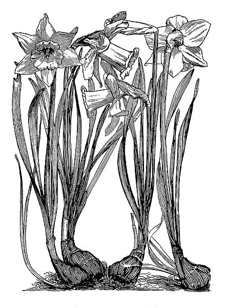Daffodil. Studies in plant form with suggestions for their application to design