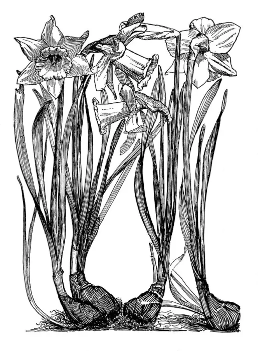 Framed Print : Daffodil. Studies in plant form with suggestions for their application to design Framed Print : Daffodil. Studies in plant form with suggestions for their application to design