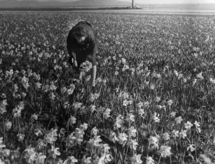Framed Print : Daffodil Field Framed Print : Daffodil Field