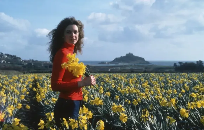 Framed Print : Daffodil fields, St Michaels Mount, Marazion, Cornwall Framed Print : Daffodil fields, St Michaels Mount, Marazion, Cornwall