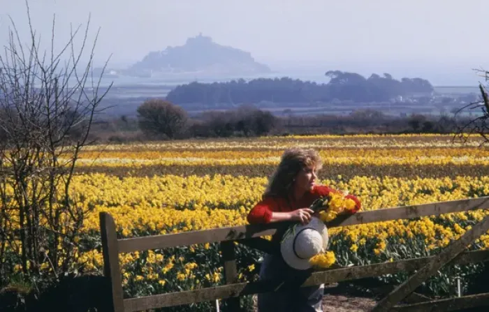 Framed Print : Daffodil fields, St Michaels Mount, Marazion, Cornwall Framed Print : Daffodil fields, St Michaels Mount, Marazion, Cornwall