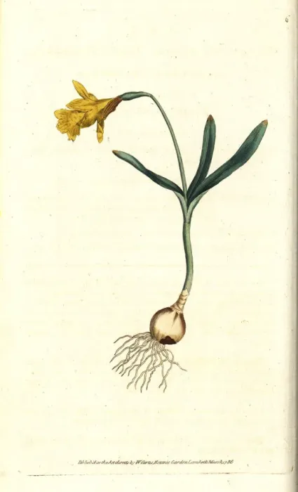 Framed Print : Least daffodil, Narcissus pseudonarcissus subsp. minor Framed Print : Least daffodil, Narcissus pseudonarcissus subsp. minor