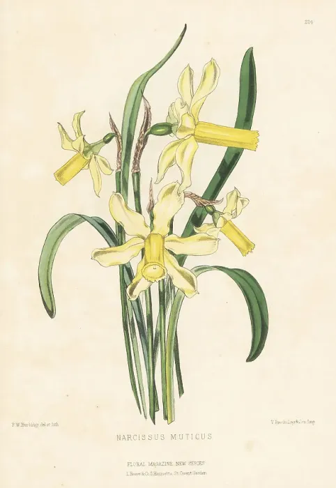Framed Print : Daffodil species, Narcissus abscissus Framed Print : Daffodil species, Narcissus abscissus