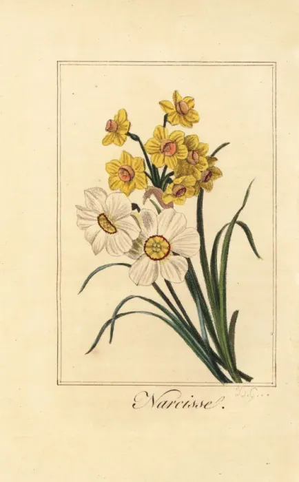 Framed Print : Daffodil varieites, Narcisse, Narcissus poeticus Framed Print : Daffodil varieites, Narcisse, Narcissus poeticus