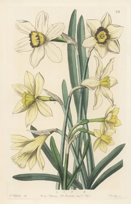 Framed Print : Daffodil varieties raised at Spofforth Framed Print : Daffodil varieties raised at Spofforth