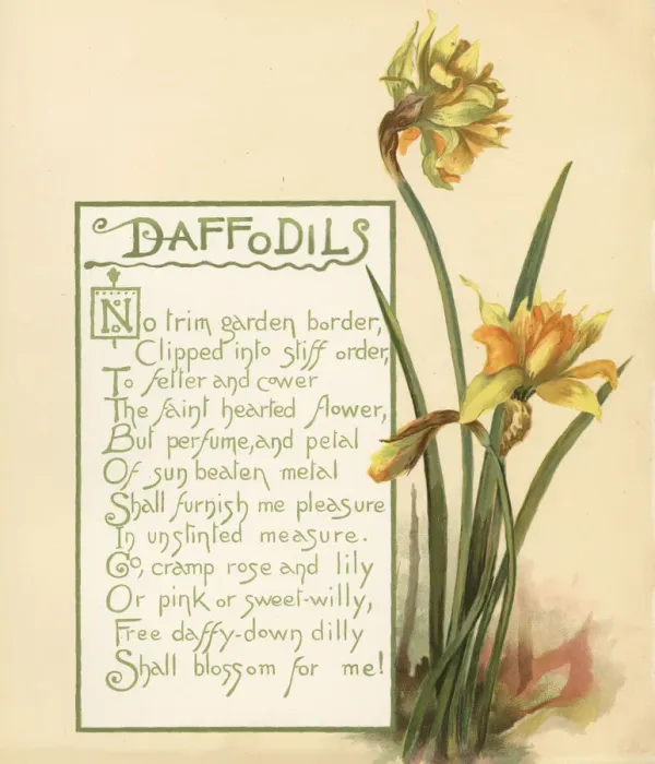 Framed Print : Daffodils, Narcissus pseudonarcissus Framed Print : Daffodils, Narcissus pseudonarcissus