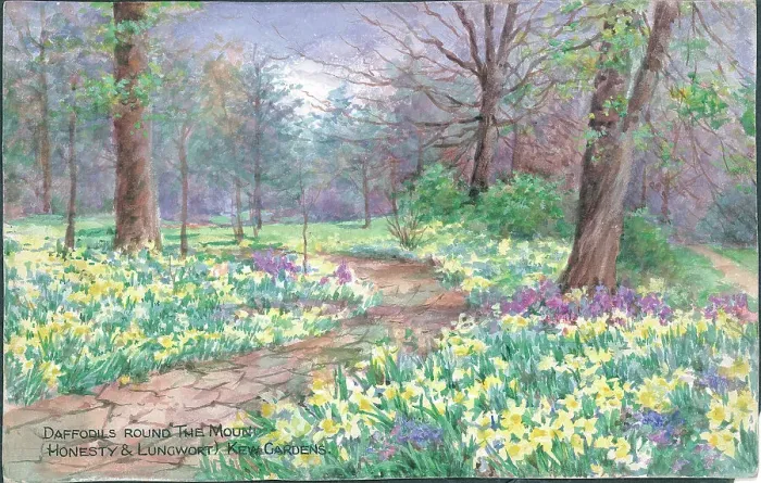 Framed Print : Daffodils round the The Mound (Honesty and Lungwort) - Kew Framed Print : Daffodils round the The Mound (Honesty and Lungwort) - Kew