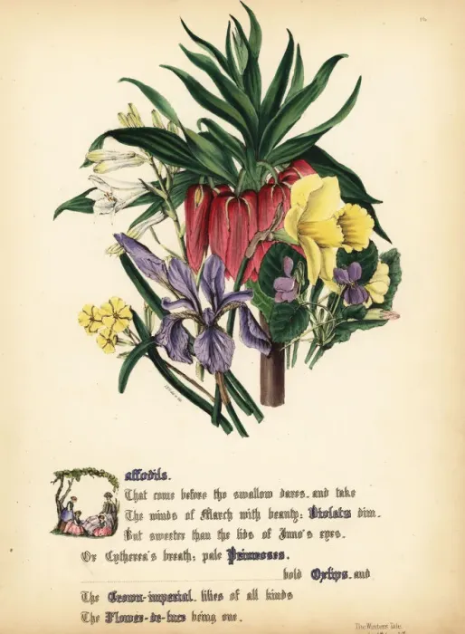 Framed Print : Daffodils, Violets, Primroses, Oxlips, Crown-imperial Framed Print : Daffodils, Violets, Primroses, Oxlips, Crown-imperial