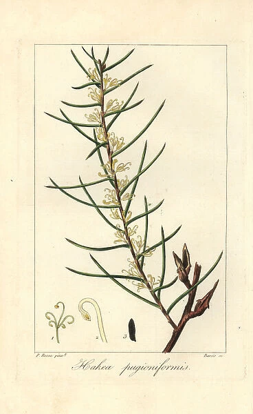 Dagger hakea, Hakea teretifolia