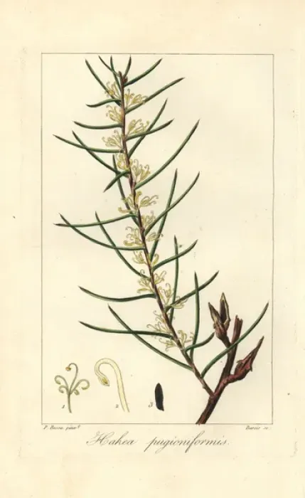 Framed Print : Dagger hakea, Hakea teretifolia Framed Print : Dagger hakea, Hakea teretifolia
