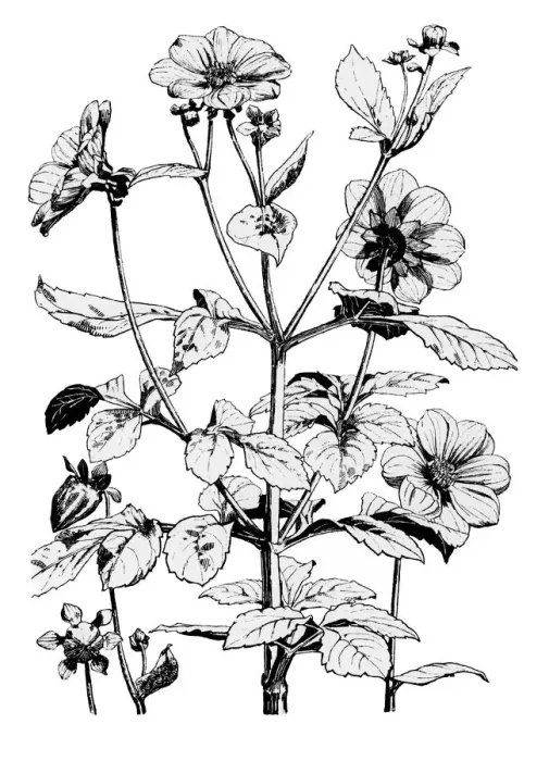 Framed Print : Dahlia. Studies in plant form with suggestions for their application to design Framed Print : Dahlia. Studies in plant form with suggestions for their application to design