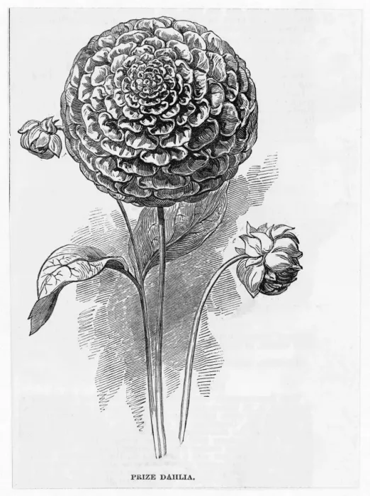 Framed Print : DAHLIA. Prize Dahlia Framed Print : DAHLIA. Prize Dahlia