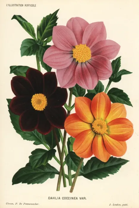 Framed Print : Dahlia coccinea varieties Framed Print : Dahlia coccinea varieties