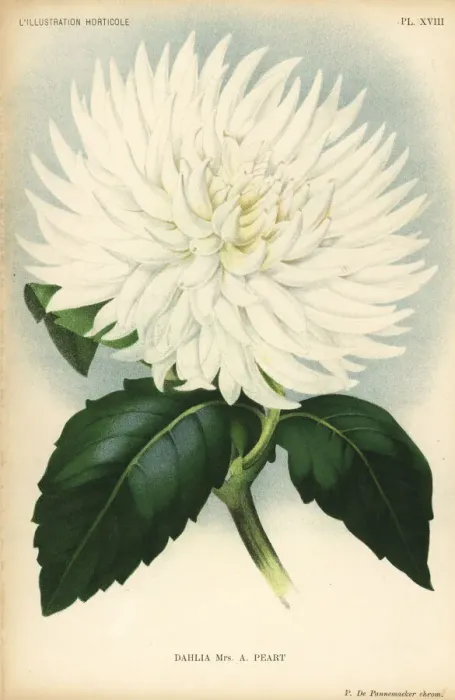 Framed Print : Dahlia hybrid, Mrs. A Peart, the original Framed Print : Dahlia hybrid, Mrs. A Peart, the original