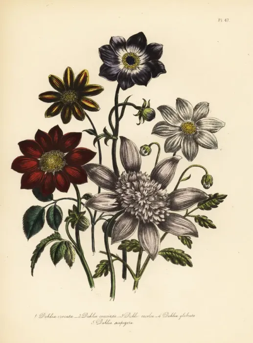 Framed Print : Dahlia varieties Framed Print : Dahlia varieties