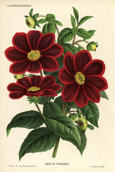 Framed Print : Dahlia variety, Paragon, Dahlia coccinea Framed Print : Dahlia variety, Paragon, Dahlia coccinea